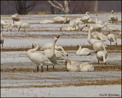 0683 Tundra Swans.jpg