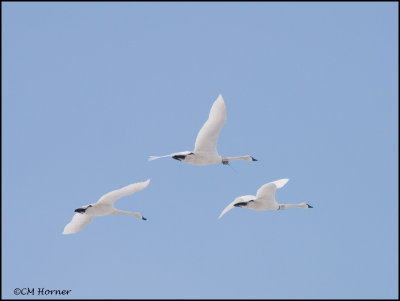 0623 Radio-collared Tundra Swans.jpg