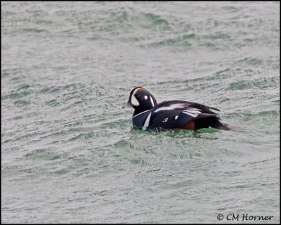 0781 Harlequin Duck drake.jpg