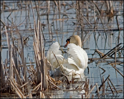 0829 Mute Swan.jpg