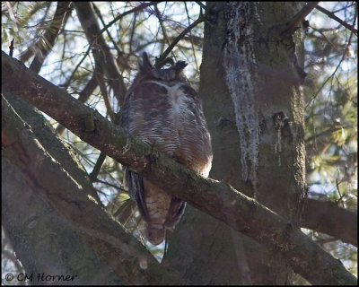 0855 Great Horned Owl.jpg