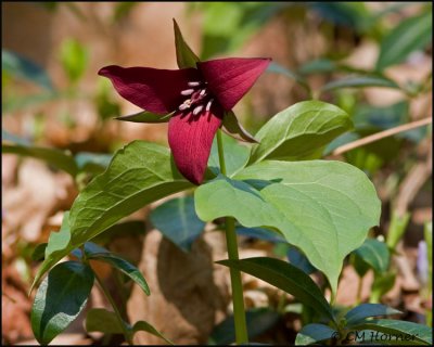 0895 Red Trillium.jpg