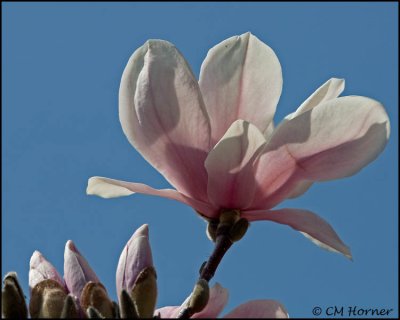 0907 Magnolia.jpg