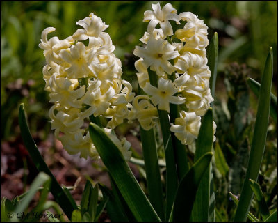 0916 Hyacinth.jpg