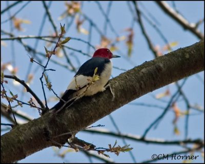 1110 Red-headed Woodpecker.jpg