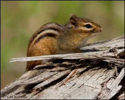 1259 Eastern Chipmunk.jpg