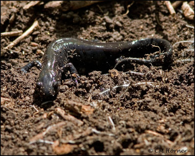 1264 Small-mouthed Salamander