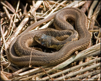 1271 Garter Snake.jpg
