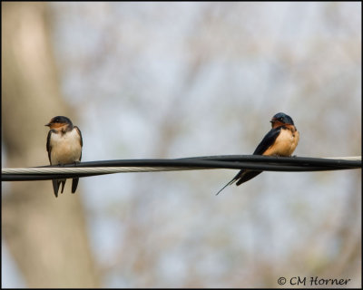 1291 Barn Swallows.jpg