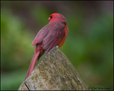 1365 Northern Cardinal male