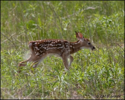 1414 White-tailed Deer fawn.jpg