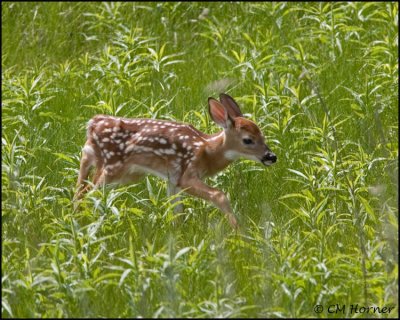 1419 White-tailed Deer fawn.jpg