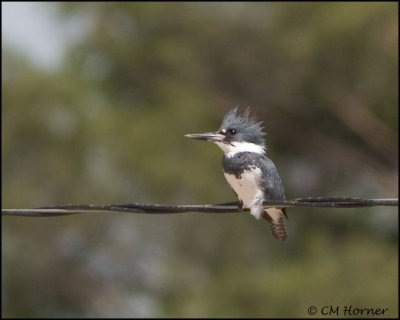 1436 Belted Kingfisher male.jpg