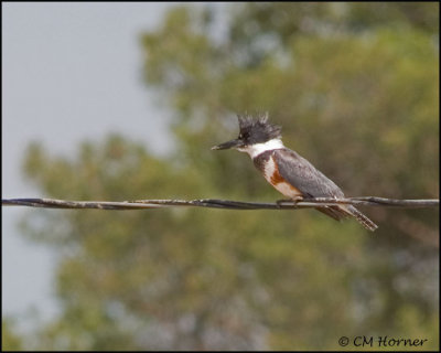 1456 Belted Kingfisher female.jpg