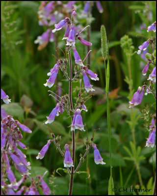 0975 Hairy Beardtongue.jpg