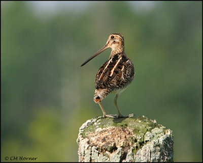 0990 Wilsons Snipe.jpg