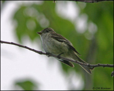 1052 Least Flycatcher.jpg