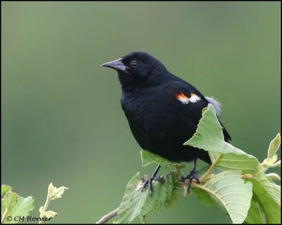 1074 Red-winged Blackbird.jpg