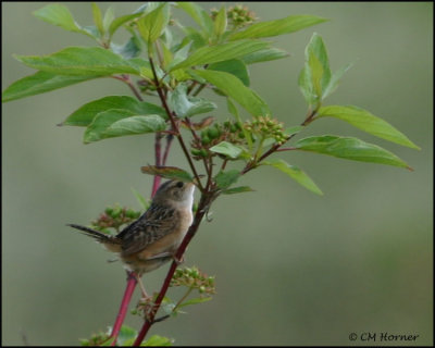 1079 Sedge Wren.jpg