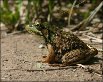 1112 Green Frog.jpg