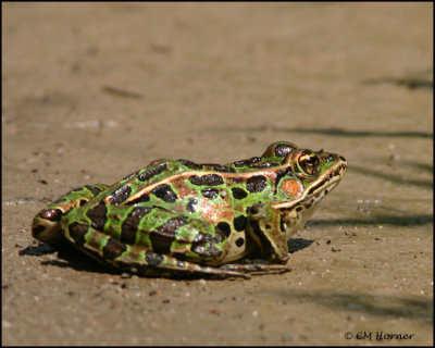 1125 Northern Leopard Frog.jpg