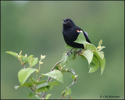 1073 Red-winged Blackbird male.jpg