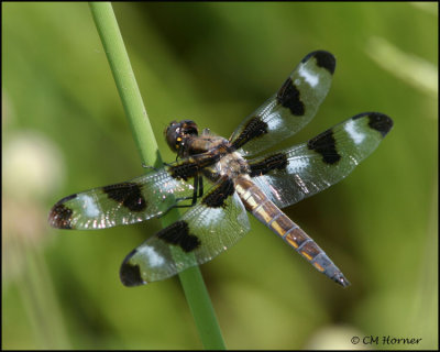 1224 Twelve-spotted Skimmer male