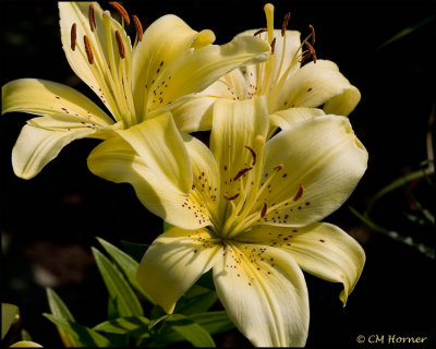 1483 Lemon-yellow Lilies.jpg