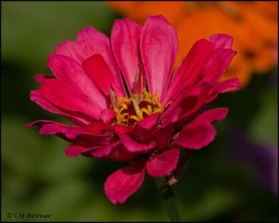 1836 Zinnia.jpg