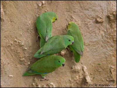 0012 Dusky-billed Parrotlets