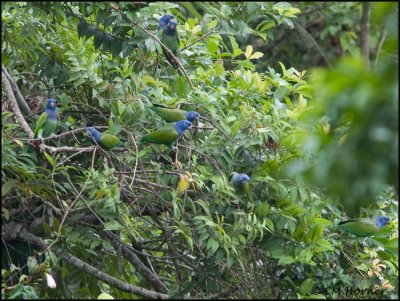9793 Blue-headed Parrots