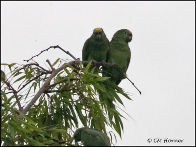 9797 Yellow-crowned Amazons