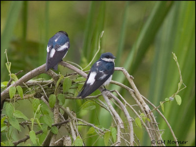 9813 White-winged Swallows