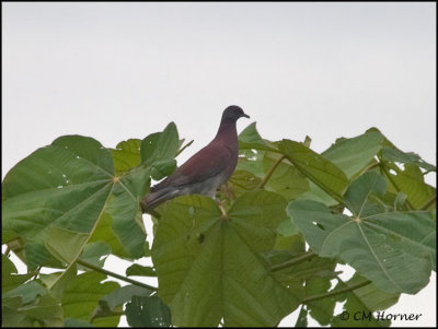 9814 Pale-vented Pigeon