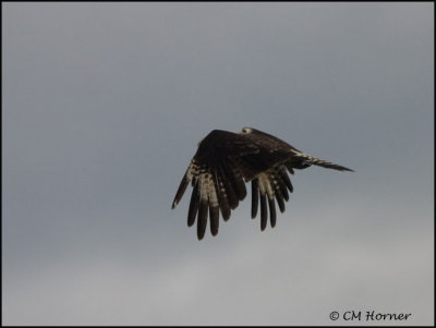 9840 Yellow-headed Caracara