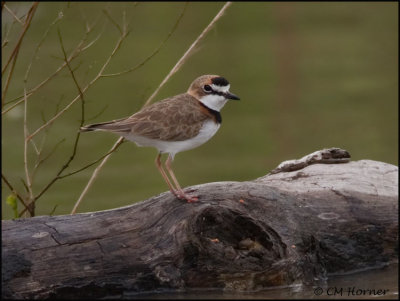 9843 Collared Plover