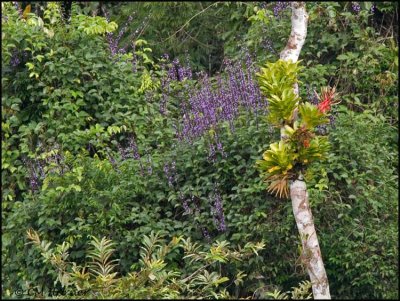 0190 Bromeliad and Purple Flowers.jpg