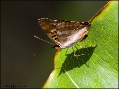 0260 Butterfly id