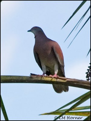 0266 Pale-vented Pigeon