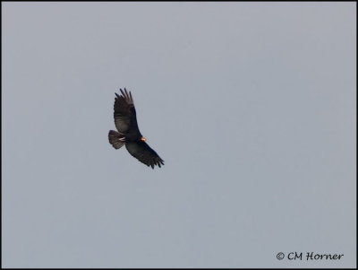 0157 Greater Yellow-headed Vulture