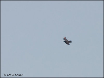0226 Plumbeous Kite