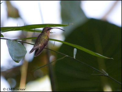 0302 Rufous-breasted Hermit