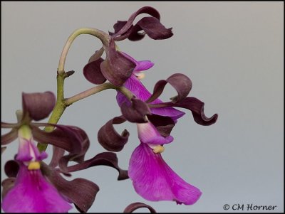 0374 orchid