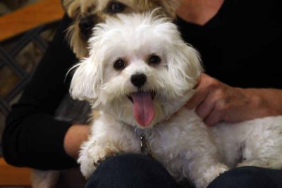 paws-oct-2009-324.jpg