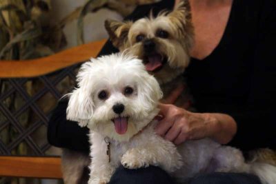 paws-oct-2009-334.jpg