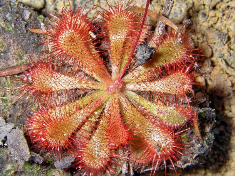 insectivorous plant alford ross sundew pbase sep 2006