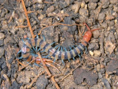 Things you find under rocks--a centipede (IMGP0557)