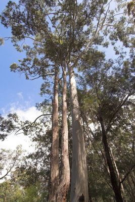 Syncarpia glomulifera and Eucalyptus grandis _DSC5381