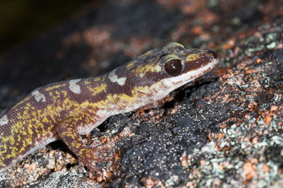 Ocellated velvet gecko oedura monilis _DSC5528