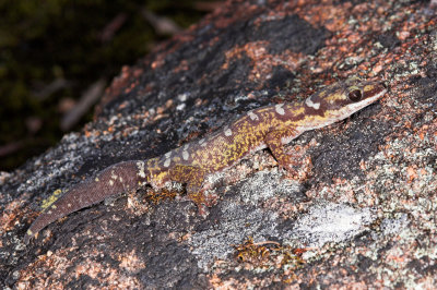 Ocellated velvet gecko oedura monilis _DSC5529